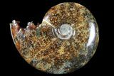 Polished, Agatized Ammonite (Cleoniceras) - Madagascar #94284-1